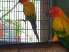 Sun Conures Birds