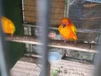 Sunconure Birds