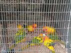 Sunconure Birds