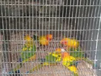 Sunconure Birds