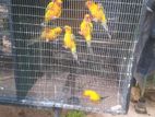 Sun Conures Birds