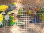 Love Birds