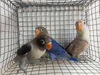 African Love Birds