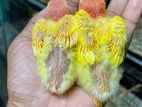African Non Ring Birds