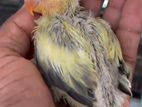 African Chick