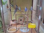Bird Cage with Birds
