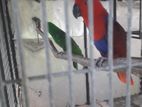Eclectus Parrots
