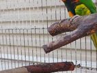 Lorikeet Bird