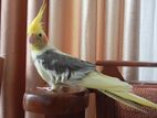 Cockatiel Birds