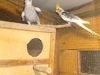 Cocktail Birds