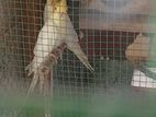 Cockatiel Birds
