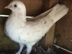 Pigeon