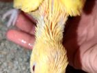 Chicks Bird