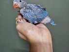 Ringneck Blue Chicks