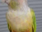 Pineapple Conure Bird