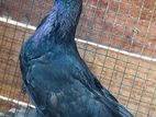 Pigeon