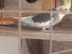 Cockatiel Bird
