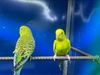 Love Birds