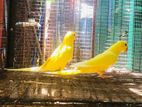 Birds - Indian Ring Necks