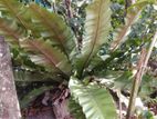 Birds Net Fern