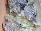 Blue Birds Ringneck