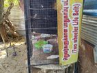 Birds Cage