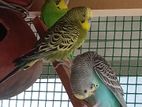 Love Birds With Cage