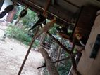 Cockatiel Birds with cage