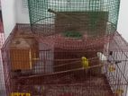 Birds With Cages