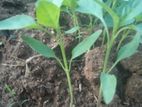 Birinjal Plant