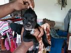 American Bully Puppy
