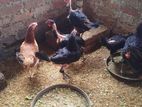 ගම් කිකිළියන්