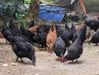 බිත්තර දමන කිකිලියන්