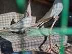 Cockatiel Birds
