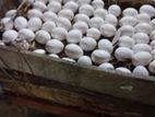 White Eggs