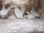 Rooster