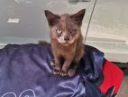 Persian Kitten