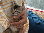 Kittens for Kind Home