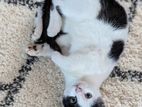Cat for Kind Home