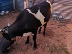 Farm Cow