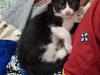 Black and White Female Kitten for Kind Home