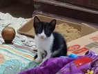 Kitten for Kind Home