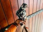 Black And White Pied Fancy Pigeon