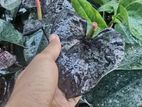 Black Anthurium ඇන්තූරියම්