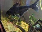 Black aquarium shark