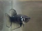 Black Avatar Betta
