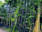 Black Bamboo Plants