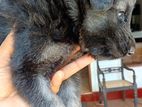 Black German Shepherd Puppies