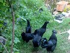 Black Booster Chickens
