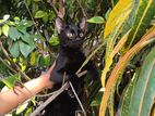 Cat for Kind Home